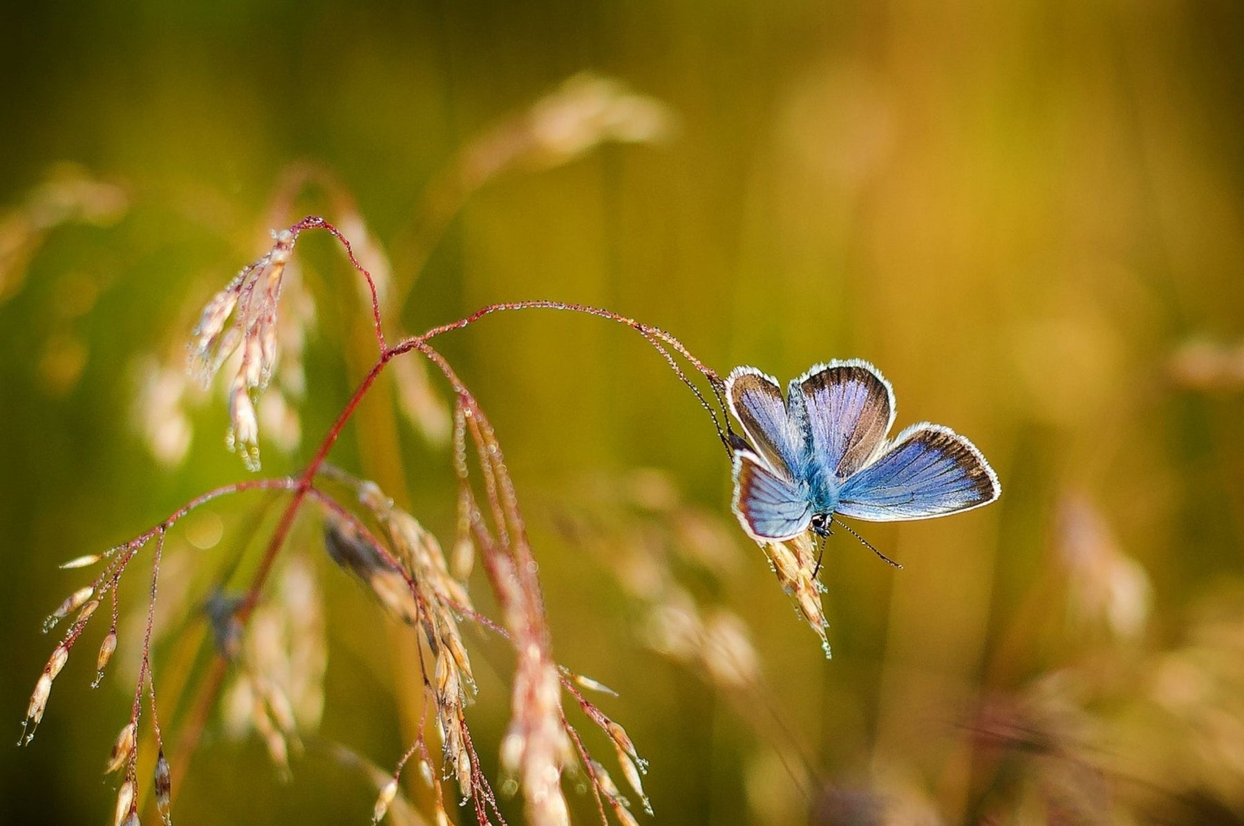 Insektenarten – welche Insekten gibt es?