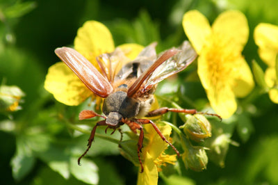 Fliegender Maikäfer