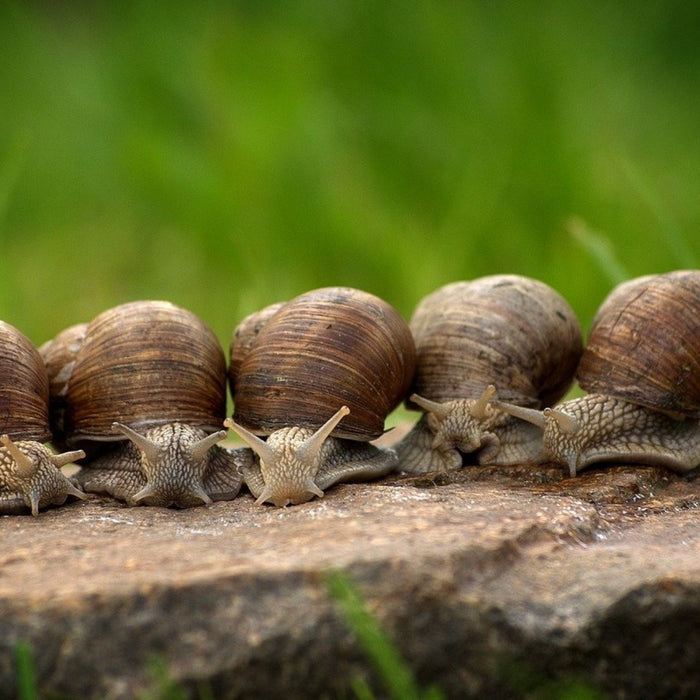 Schnecken im Garten - so wird man die lästigen Tierchen los!
