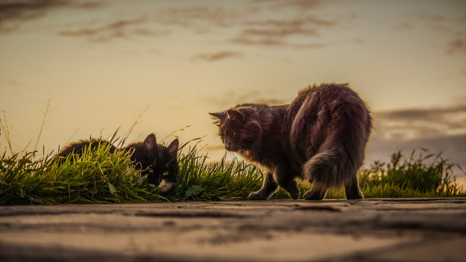 Zecken bei Katzen vorbeugen - welche Mittel sind sinnvoll?
