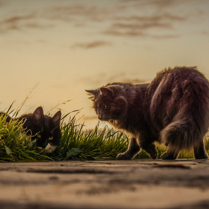 Zwei Katzen streunern umher