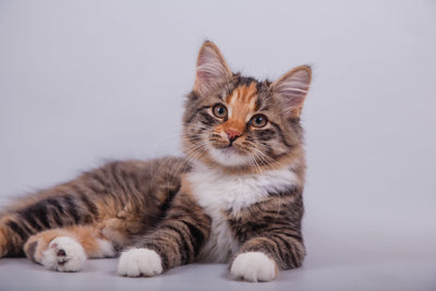  Gesunde, glückliche Katze schaut in die Kamera
