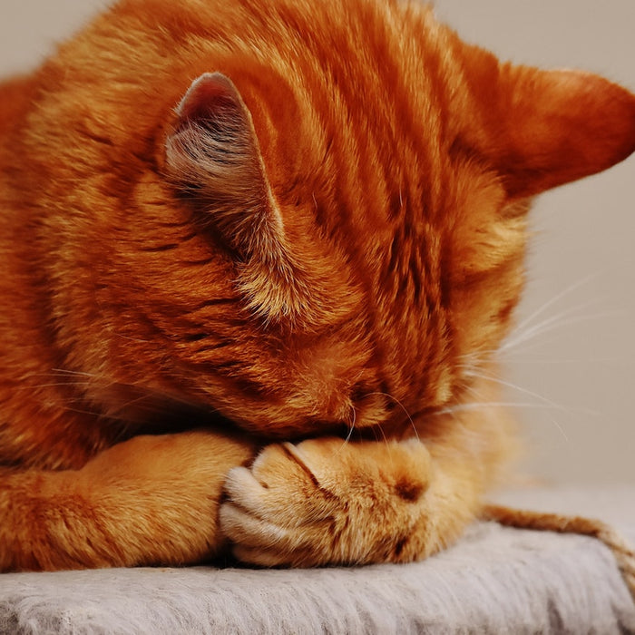 Milben bei Katzen bekämpfen