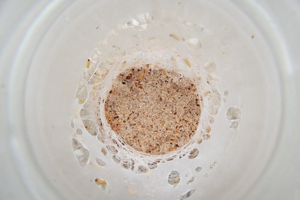 Milbenkolonie im Glas mit Kleie