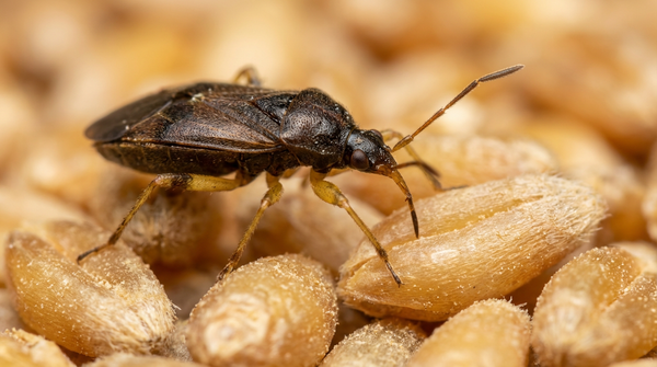 Lagerpirat Xylocoris flavipes auf Getreidekörnern