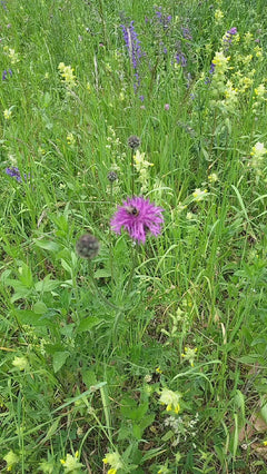 Dunkle Erdhummel - Basel, Basel-Stadt