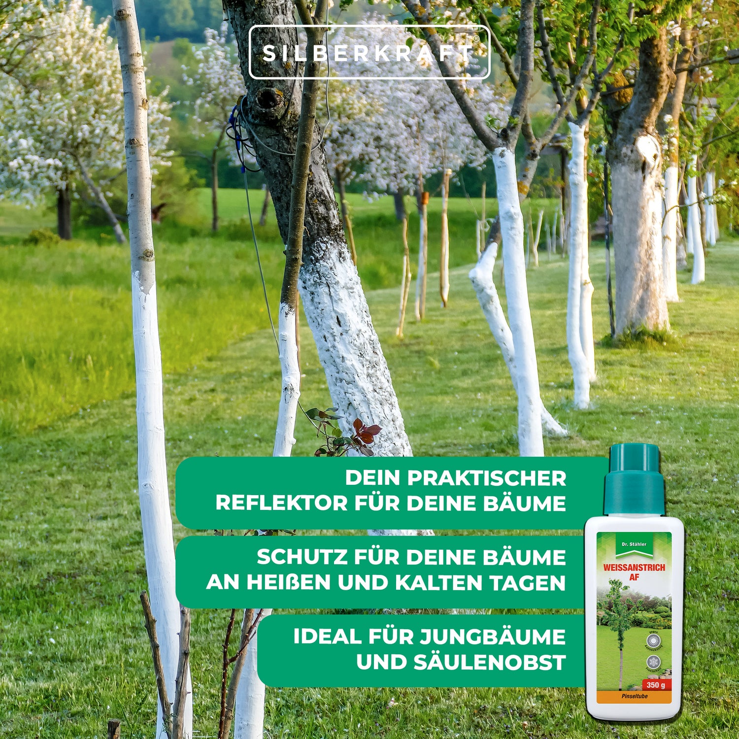 Weißanstrich AF: Effektiver Schutz vor Frost- und Hitzeschäden für Bäume und Sträucher - Silberkraft