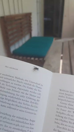 Große Stubenfliege
