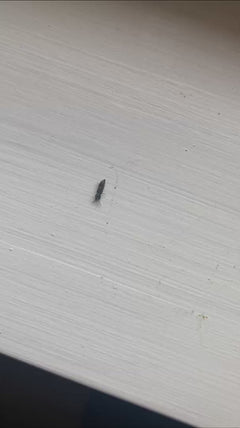 Getreide-Blüten-Thrips