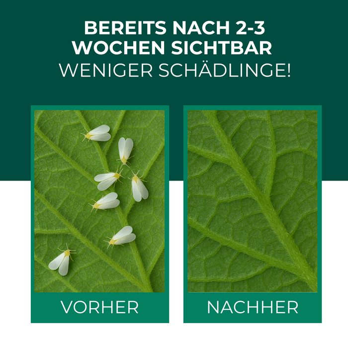 Befallenes Blatt ist beschädigt. Weiße Fliegen laufen auf dem Blatt herum.