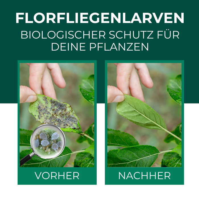 Florfliegenlarven gegen Blattläuse, Spinnmilben, Thripse, weiße Fliegen - Silberkraft