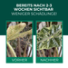 Pflanzenblatt vor und nach der Behandlung mit Raubmilben gegen Spinnmilben