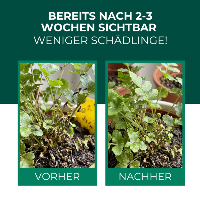 Zimmerpflanze vor und nach der Behandlung mit Raubmilben gegen Trauermücken
