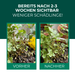Zimmerpflanze vor und nach der Behandlung mit Raubmilben gegen Trauermücken