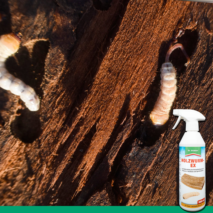 Effektives Holzwurm-Ex-Spray: Zuverlässiger Schutz vor Holzschädlingen wie dem Holzwurm, Hausbock und Splintholzkäfer - Silberkraft