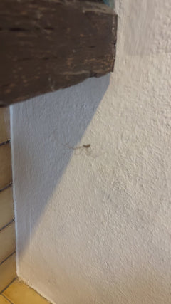 Zitterspinne