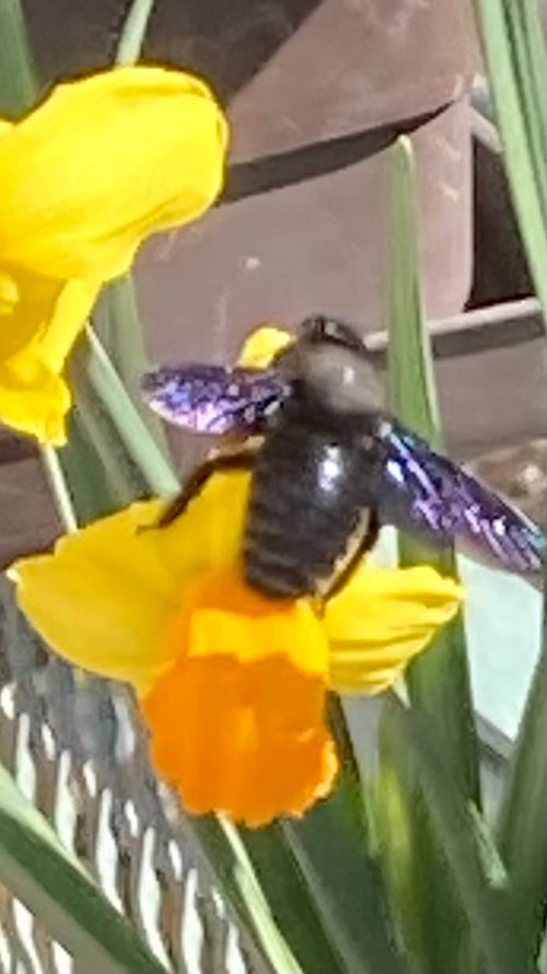 Blauschwarze Holzbiene (Xylocopa violacea) — Salzburg, 05.03.2026