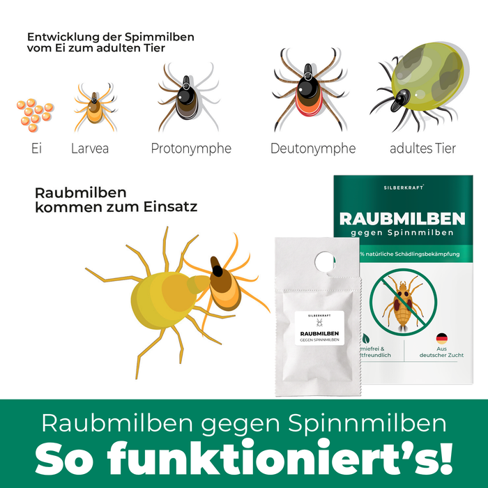 Entwicklung der Spinnmilben und Wirkweise der Raubmilben als natürlicher Gegenspieler