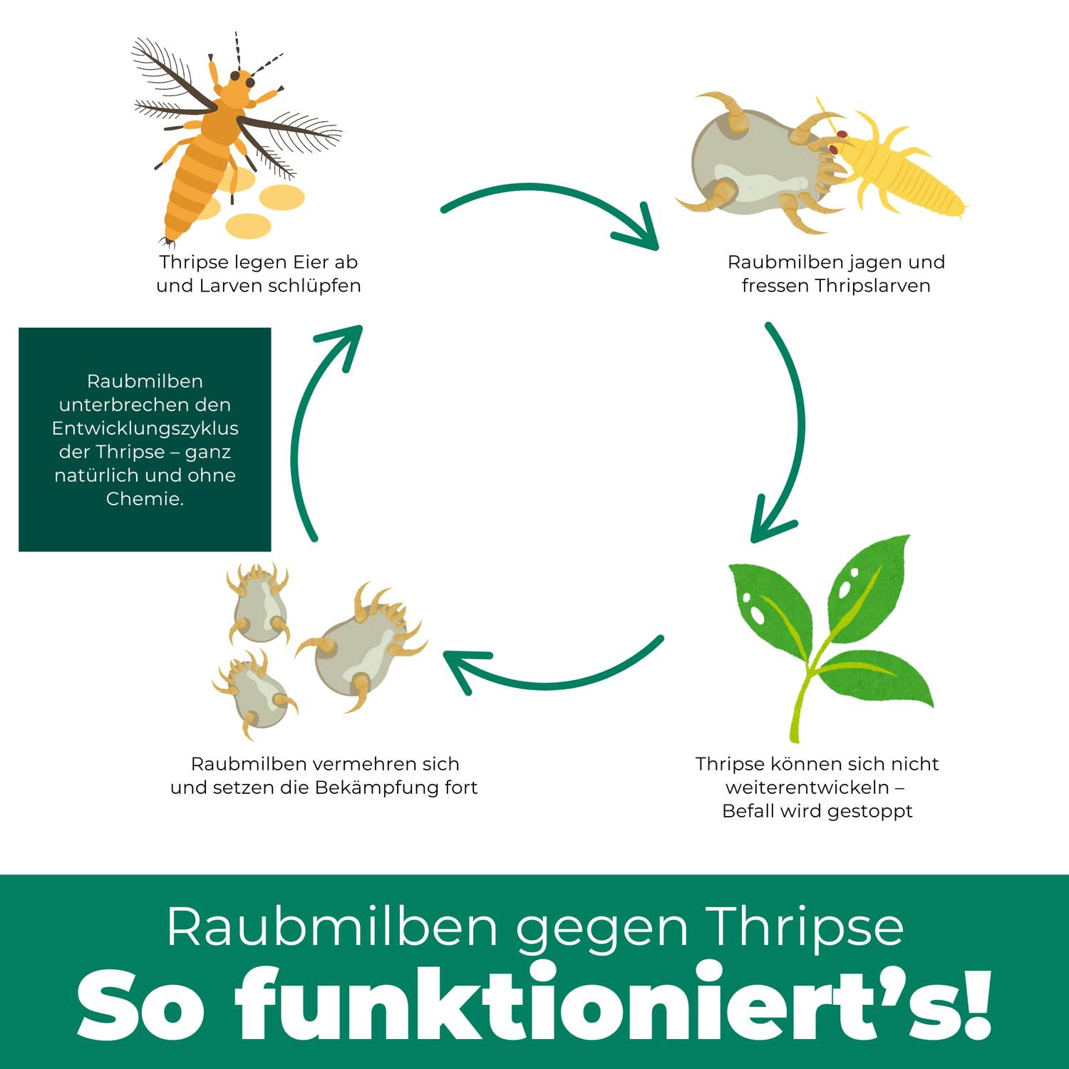 Grafik: So funktioniert die biologische Bekämpfung von Thripsen mit Raubmilben im Kreislauf