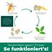 Grafik: So funktioniert die biologische Bekämpfung von Thripsen mit Raubmilben im Kreislauf