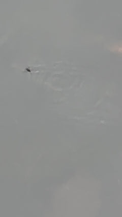 Gemeiner Wasserläufer