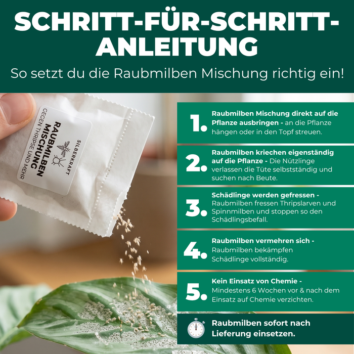Schritt-für-Schritt-Anleitung zur Anwendung der Raubmilben Mischung an der Zimmerpflanze gegen Thripse und Spinnmilben
