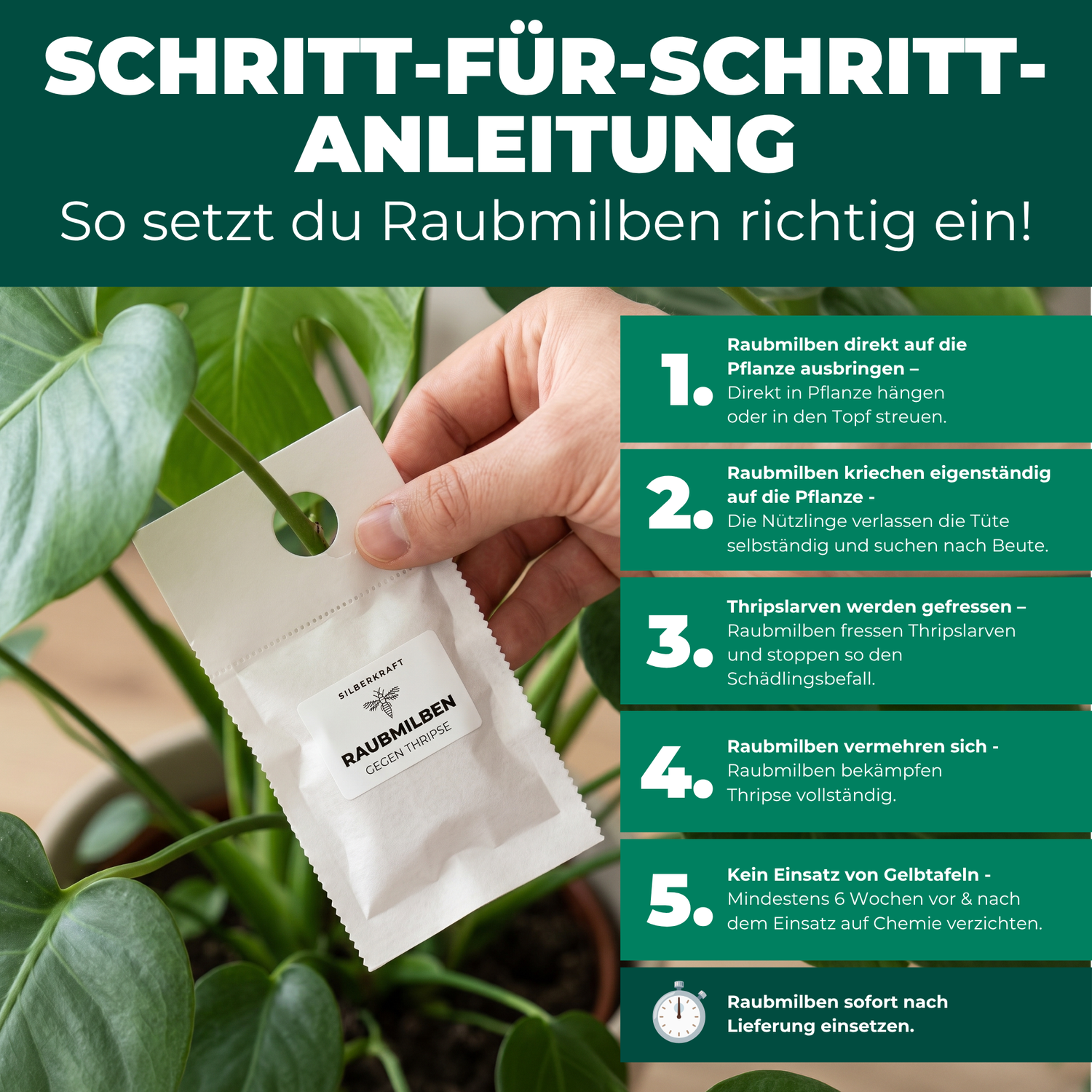 Schritt-für-Schritt-Anleitung zur Anwendung der Raubmilben an der Zimmerpflanze gegen Thripse
