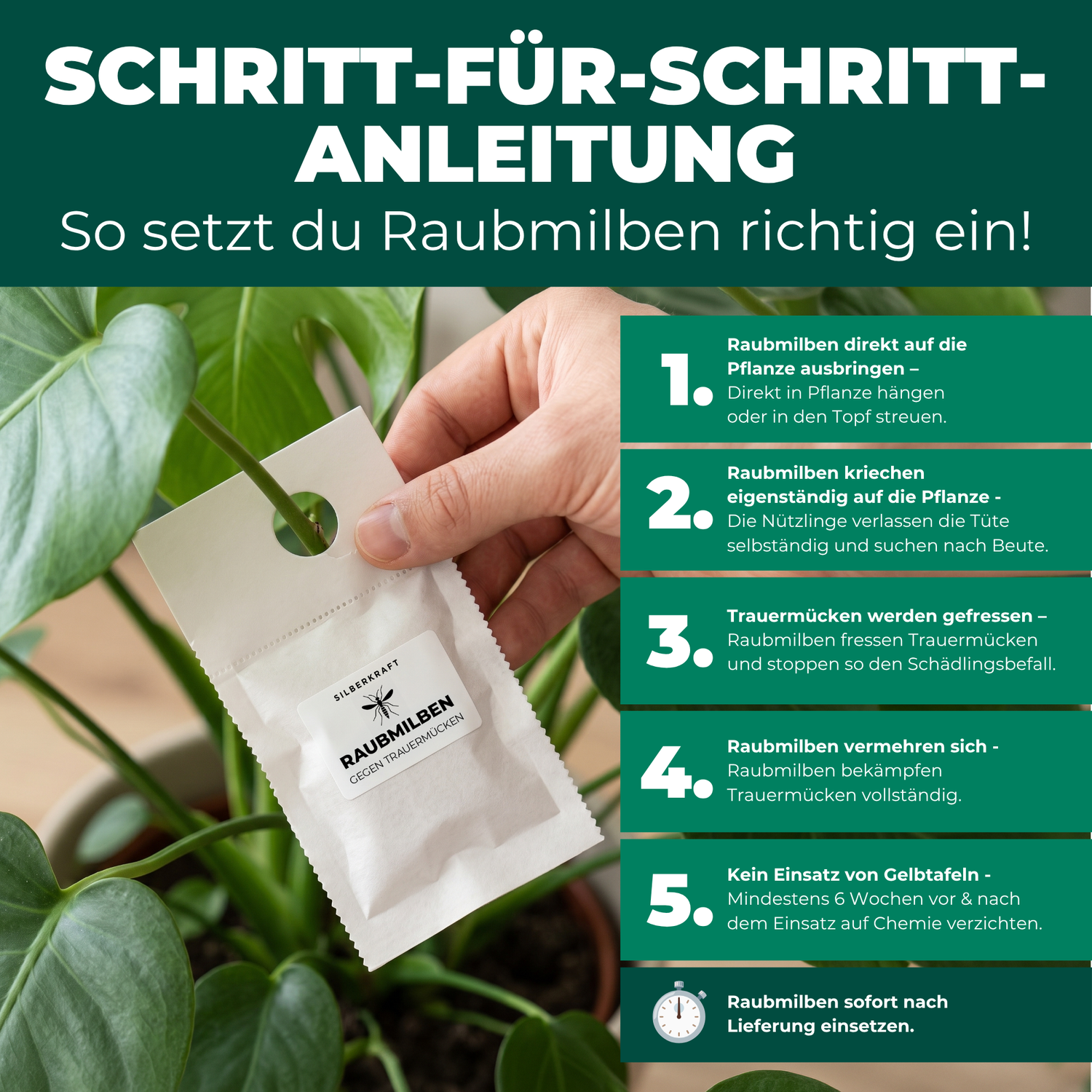 Schritt-für-Schritt-Anleitung: Raubmilben gegen Trauermücken richtig anwenden