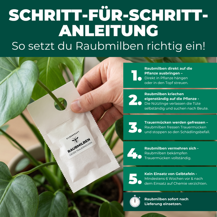 Schritt-für-Schritt-Anleitung: Raubmilben gegen Trauermücken richtig anwenden