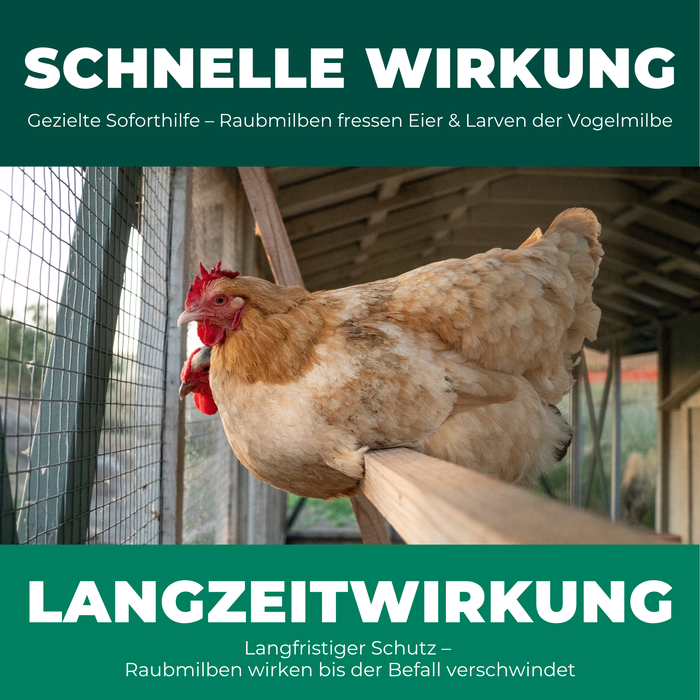 Schnelle und nachhaltige Wirkung der Raubmilben gegen Rote Vogelmilbe bei Hühnern im Stall
