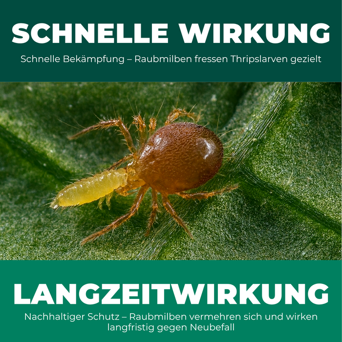 Schnelle und nachhaltige Wirkung der Raubmilben gegen Thripse an Pflanzenblättern