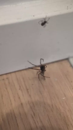 Nosferatu-Spinne