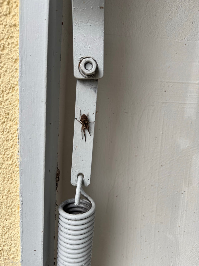 Große Hauswinkelspinne — Bild 5