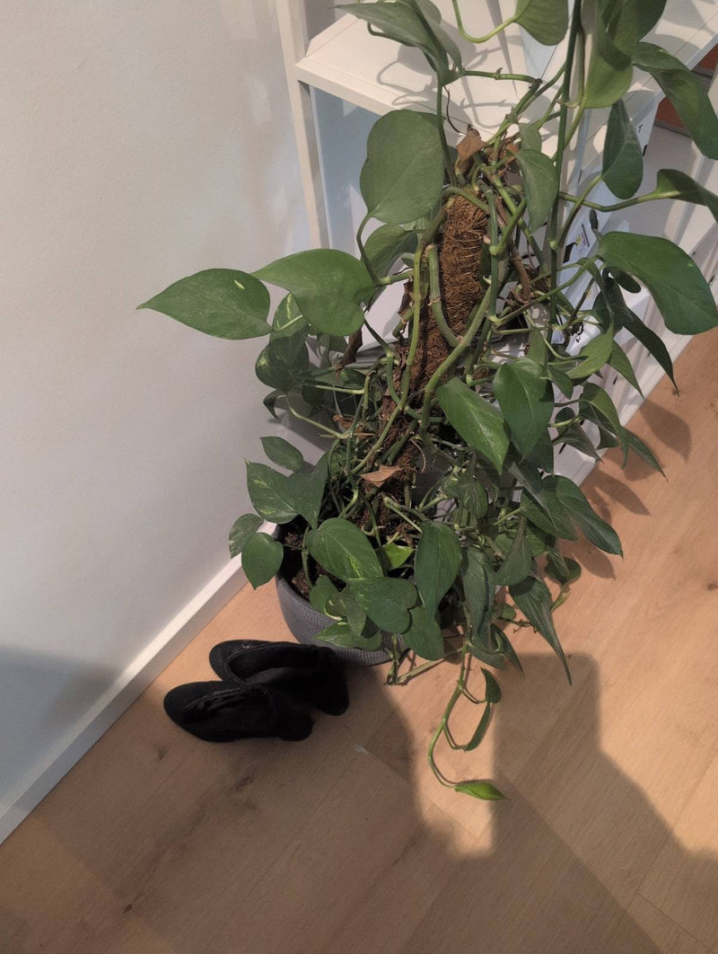 Efeutute — Bild 3