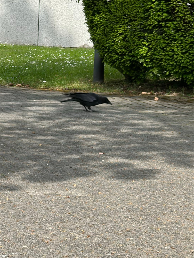Eine schwarze Rabenkrähe läuft auf einem hellen Pflasterweg. Im Hintergrund sind eine Rasenfläche und ein grüner Busch zu sehen.