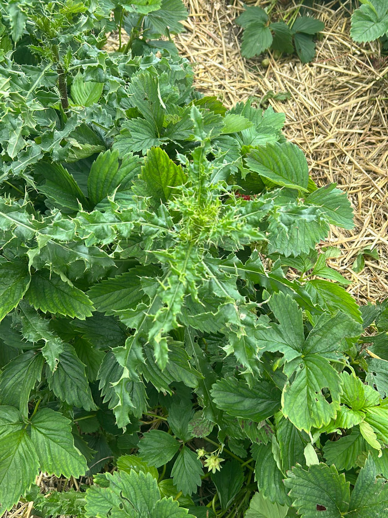 Acker-Kratzdistel — Bild 1