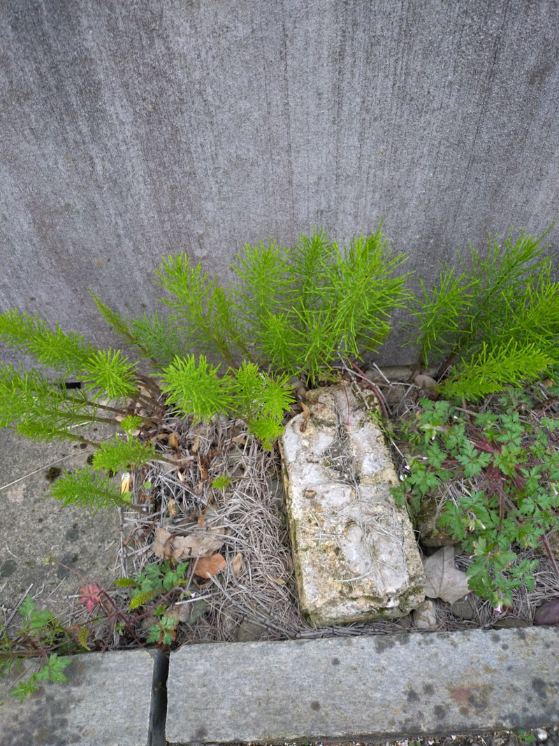 Acker-Schachtelhalm — Bild 3