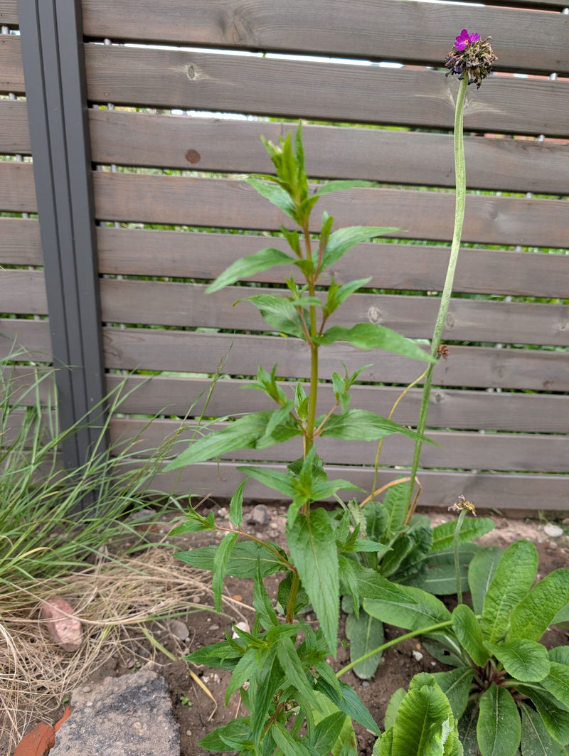 Acker-Witwenblume — Bild 1