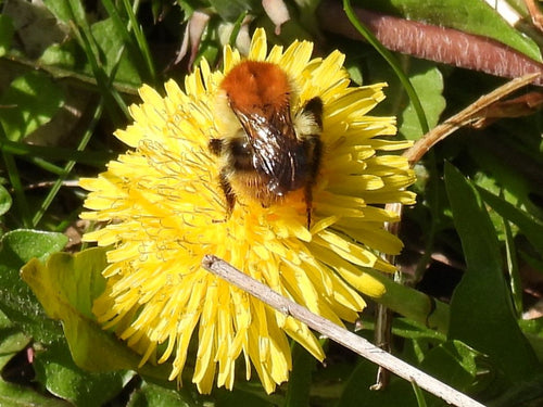 Ackerhummel (Bombus pascuorum) — Oberursel (Taunus), 27.04.2026