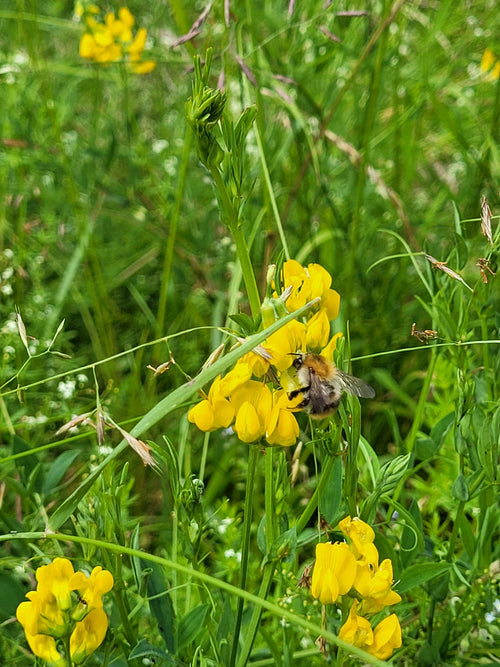 Ackerhummel (Bombus pascuorum), 07.06.2026