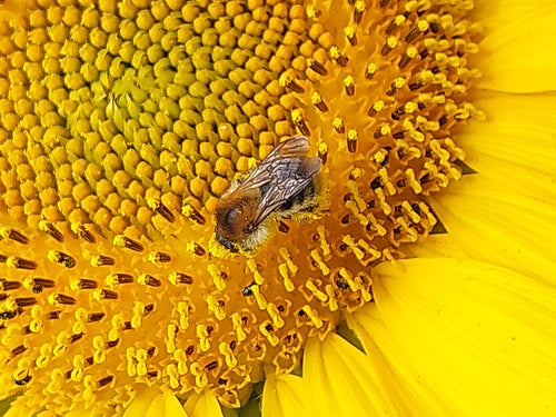 Ackerhummel (Bombus pascuorum), 30.06.2026