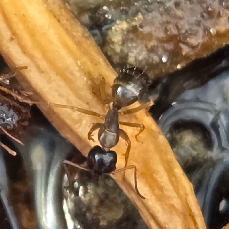 Akrobatenameise — Bild 1 von 3