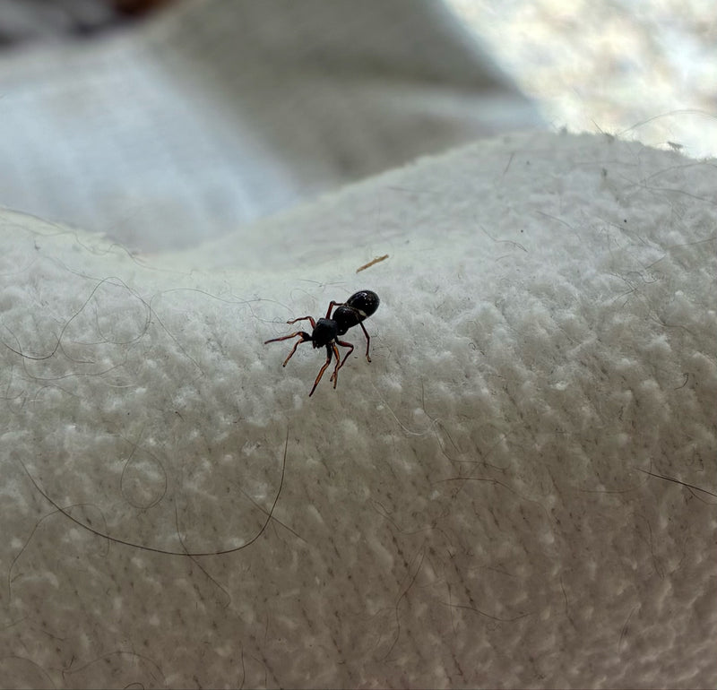 Ameisenspringspinne — Bild 4