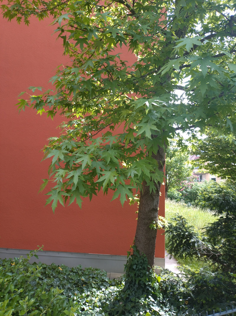 Amberbaum — Bild 2