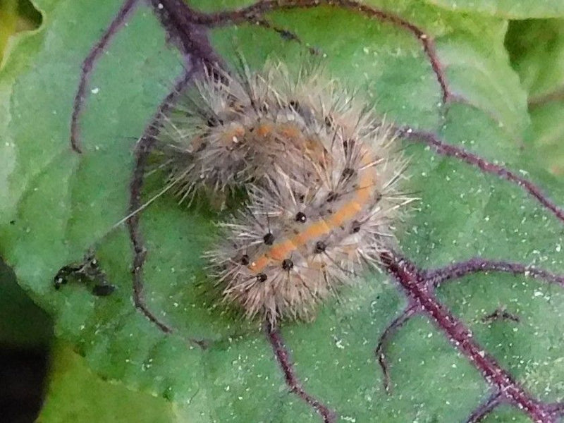 Ampfer-Rindeneule — Bild 2