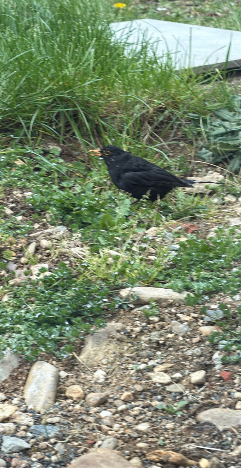 Eine männliche Amsel mit schwarzem Gefieder und gelbem Schnabel läuft über den Boden in einem Garten. Der Vogel bewegt sich im Gras und auf kahler Erde.