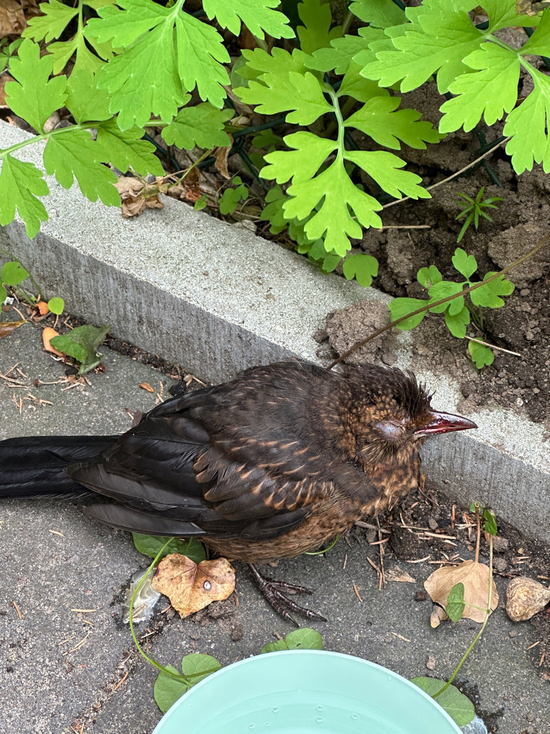 Ein junger Vogel sitzt auf dem Boden neben einer Pflanze. Das Gefieder ist dunkel gefärbt und der Schnabel ist erkennbar.