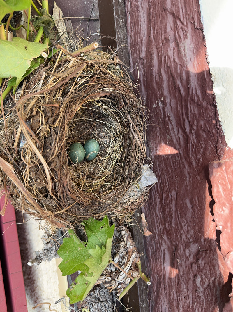 Amsel — Bild 2