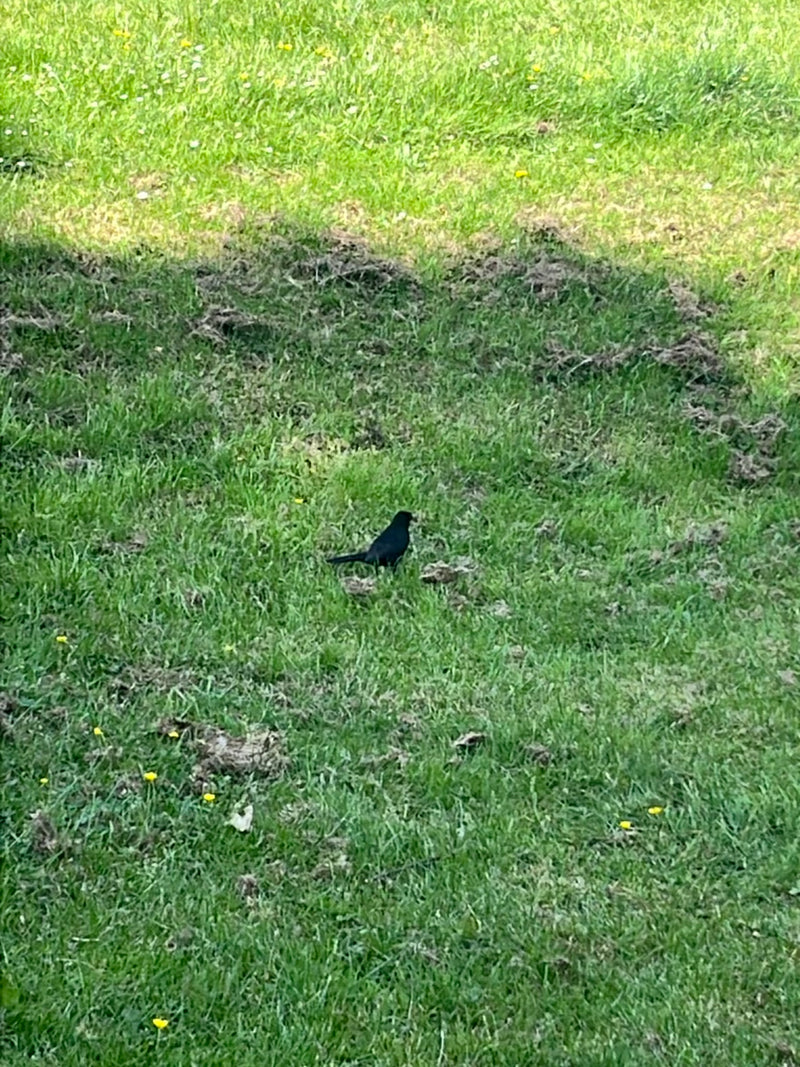 Amsel — Bild 1
