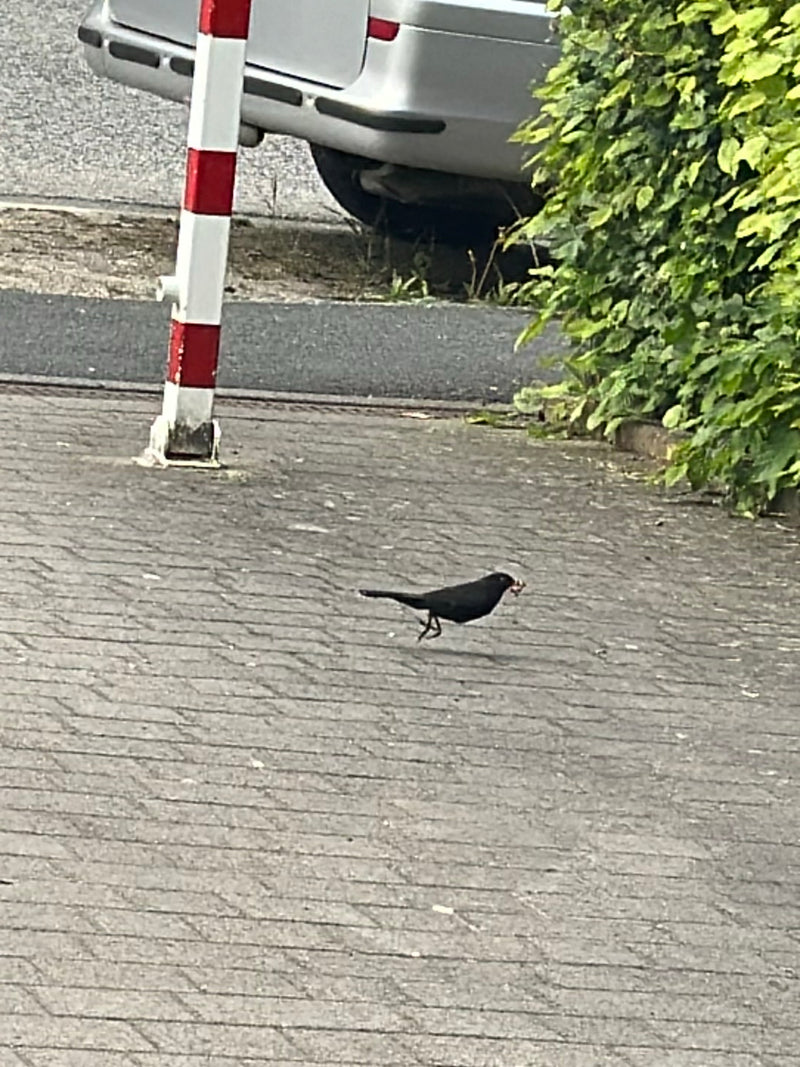 Amsel — Bild 3